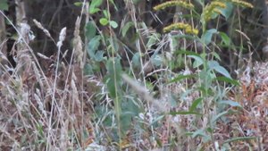 Крапивник 180924