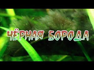 ЧЁРНАЯ БОРОДА В АКВАРИУМЕ.  ПРИЧИНЫ ПОЯВЛЕНИЯ И МЕТОДЫ БОРЬБЫ С НЕЙ