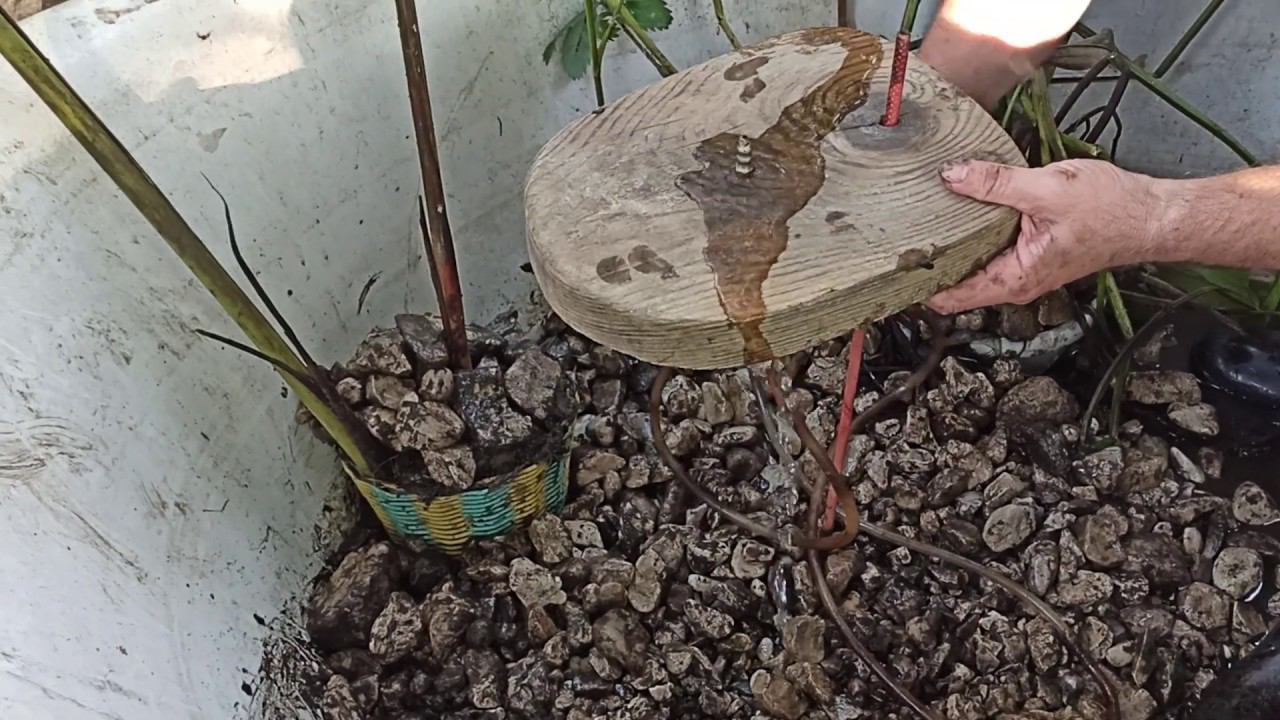 Открытие сезона дачного водоема с фонтаном, с карпом и сказочными персонажами  Часть вторая
