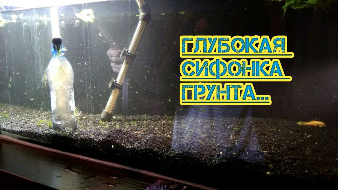 Сифонка грунта. Как просифонить грунт в аквариуме. Сифонка грунта в аквариуме. Как часто сифонить грунт. Сифонка грунта в аквариуме.