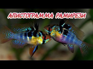 АПИСТОГРАММА РАМИРЕЗИ. РАЗВЕДЕНИЕ.