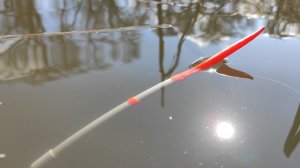 БЕШЕНЫЙ ЖОР НА ПОПЛАВОК!!! Рыбалка на  карася весной