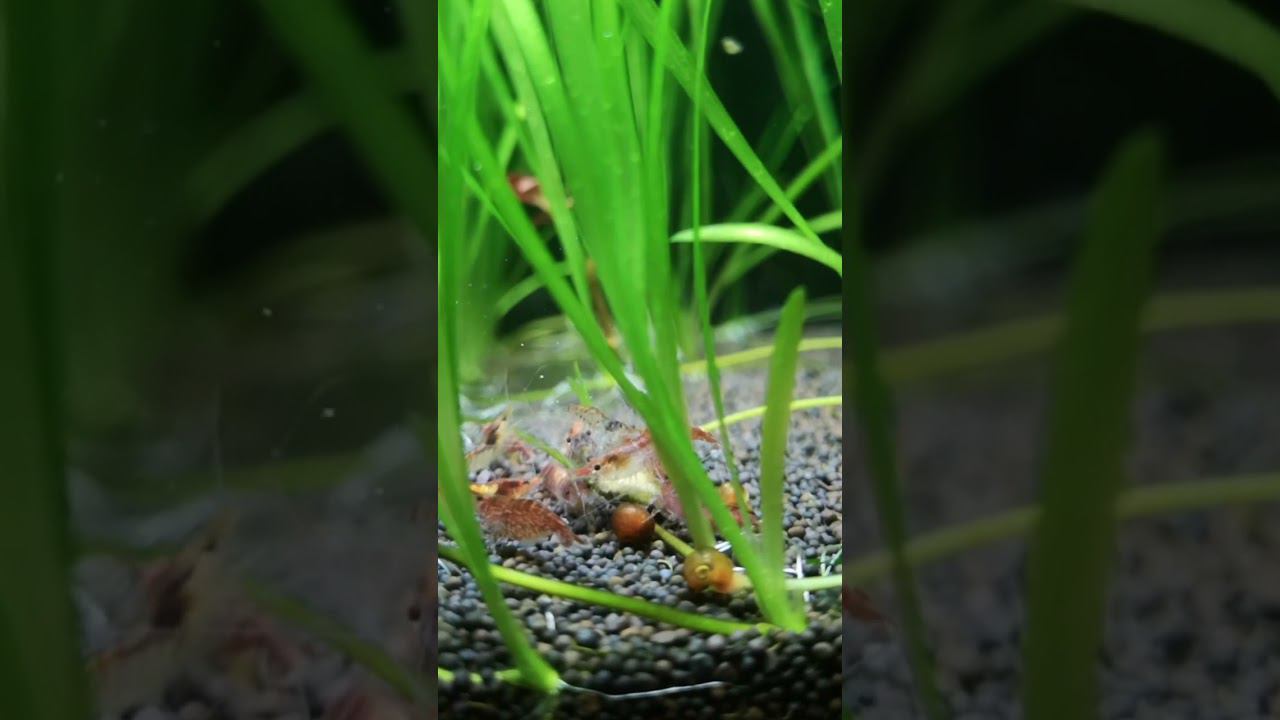 КРЕВЕТКИ УЖИНАЮТ смотреть онлайн