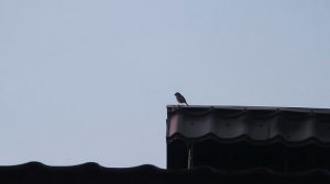 Горихвостка-лысушка 250924