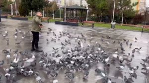 Yabani Güvercinler Arasında Kaçak Sürüsü ( İki Tane Birden Yakaladım )