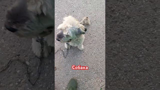 Собачка