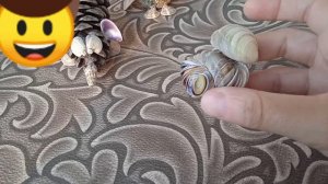 Поделки из ракушек