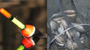 Бешеный ЖОР на ПОПЛАВОК - РАЗДАЧА Карася, Сазан и Судаки Бонусы, рыбалка на удочку и донку