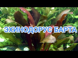 ЭХИНОДОРУС БАРТА. СОДЕРЖАНИЕ В АКВАРИУМЕ