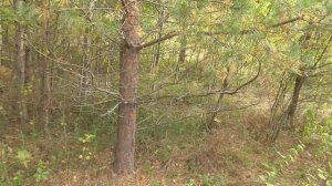 Я МИША и БАБУШКА по ГРИБЫ! ПОЛНЫЕ КОРЗИНЫ ГРИБОВ!