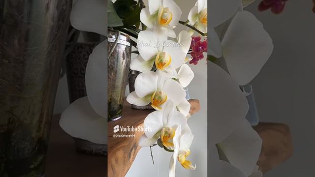 Phal. Lausanne, облако цветов 💚🧡🤍 смотреть онлайн