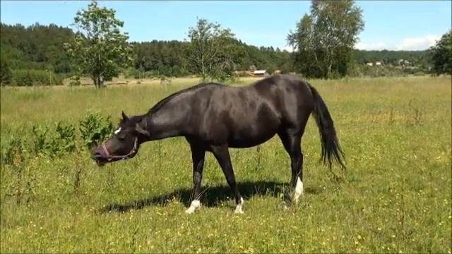 Queen Latifah CA, Straight Egyptian Arabian Horse black mare смотреть онлайн