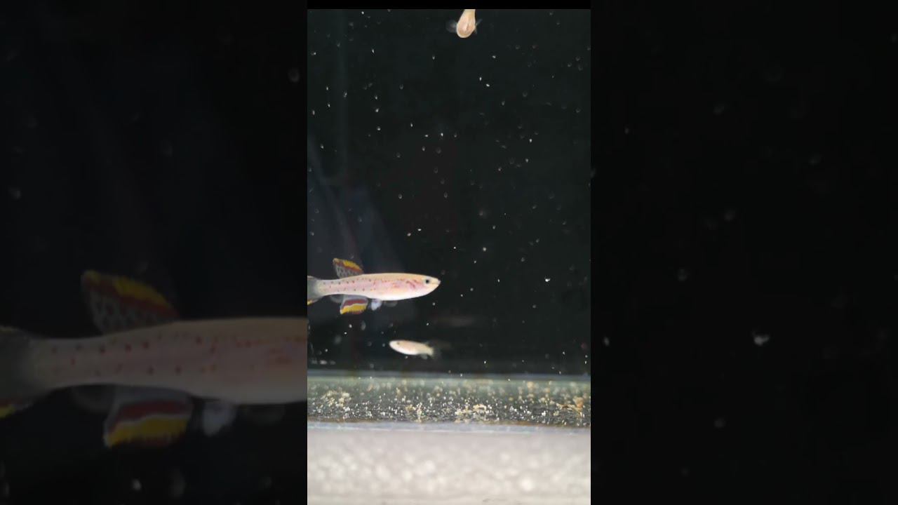 Вкусная артемия на завтрак смотреть онлайн