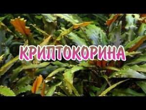 КРИПТОКОРИНА. СОДЕРЖАНИЕ В АКВАРИУМЕ