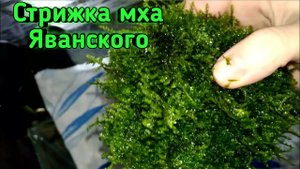 Стрижка яванского мха