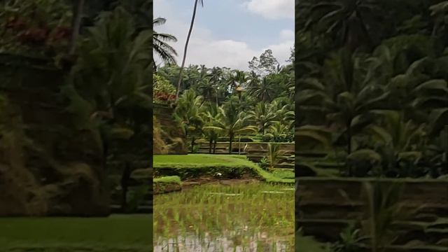 Рисовые террасы Тегаллаланг на острове Бали. Tegallalang Rice terraces in Bali  #убуд #bali #ubud