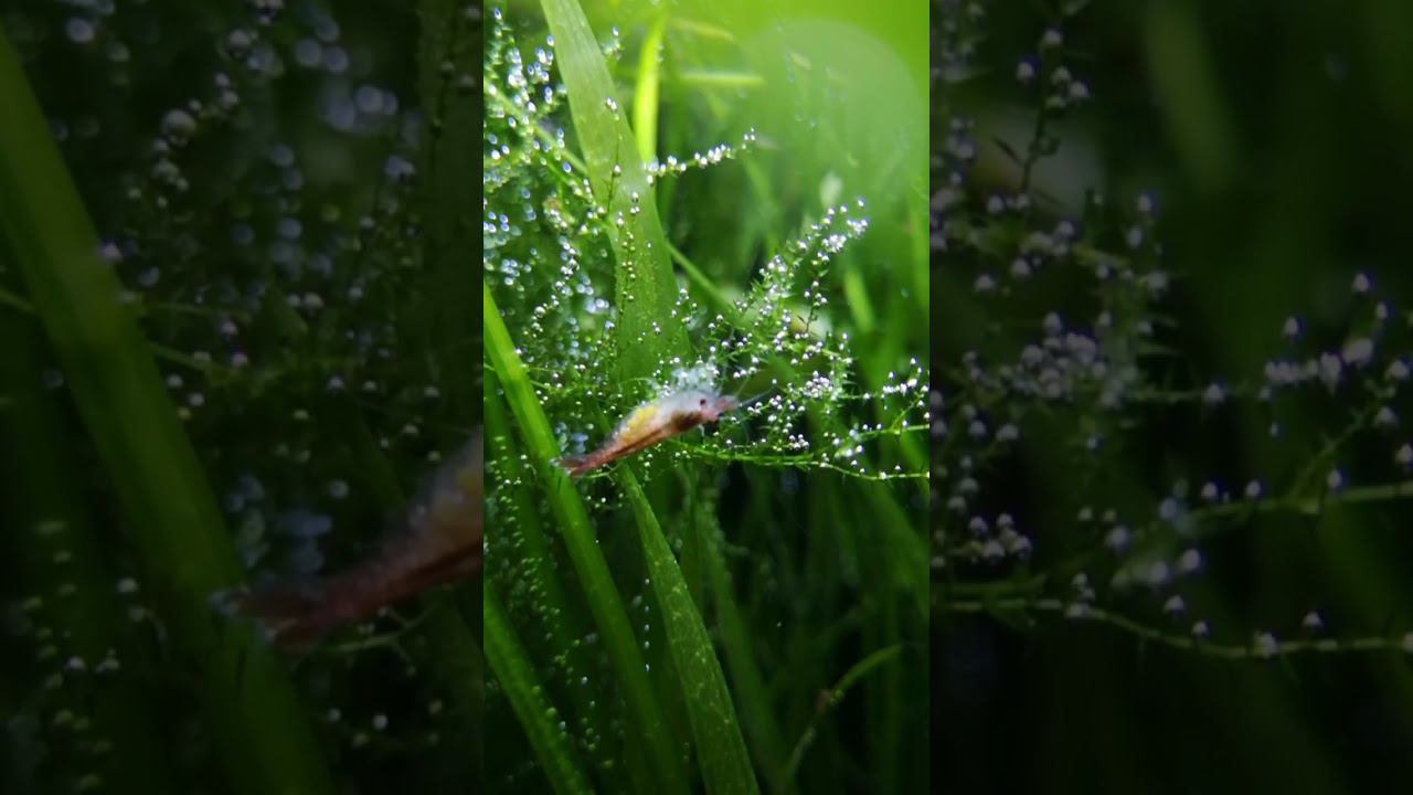 Беременная креветка путешествует смотреть онлайн