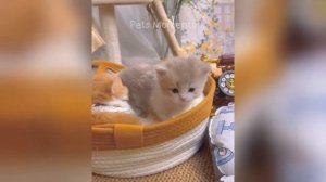 Смешные животные, которые заставят вас смеяться до слез! 😂
