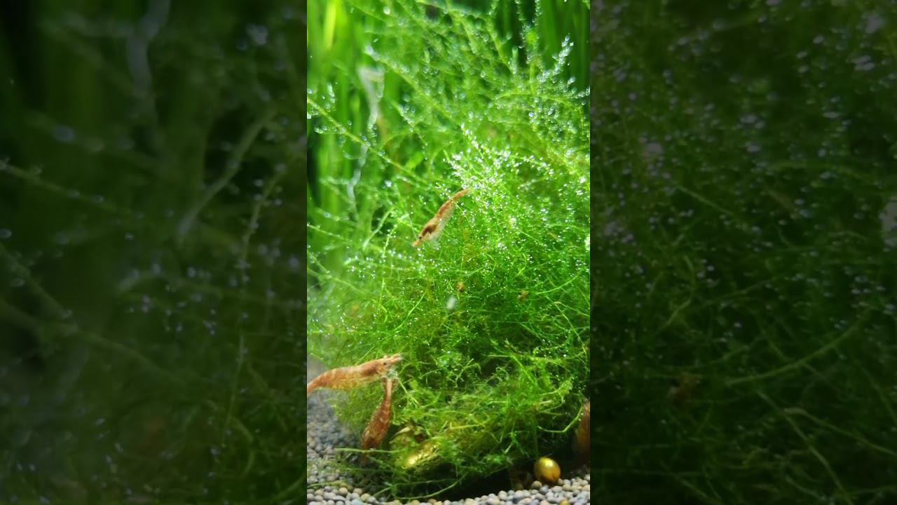 Креветки на мхе смотреть онлайн
