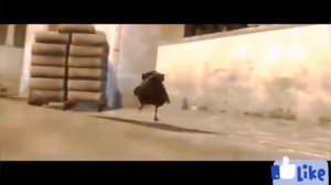 Прикольный 3D мультик про CS.GO с курицей!!!!