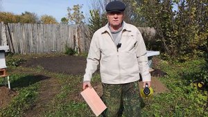 Поведение матки пчёл.