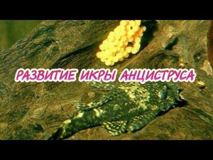 РАЗВИТИЕ ИКРЫ АНЦИСТРУСА ЗА 8 ДНЕЙ.