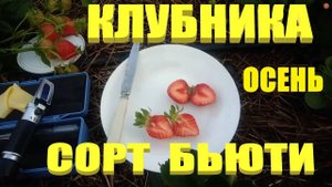 ЛУЧШИЕ СОРТА КЛУБНИКИ.Сорт клубники Флорида Бьюти