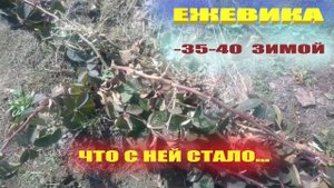 Ежевика весной.Как перезимовала моя молодая ежевика мороз-35-40