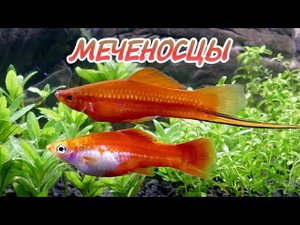 МЕЧЕНОСЦЫ. СОДЕРЖАНИЕ И РАЗВЕДЕНИЕ.