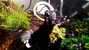 Плесень на коряге в палюдариуме. Часть 3