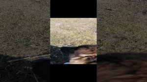 Кавказята и барашки