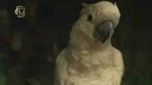 Экологические группы животных. Наземные животные