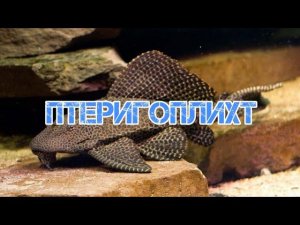 ПТЕРИГОПЛИХТ ИЛИ ПАРЧОВЫЙ СОМ. СОДЕРЖАНИЕ В АКВАРИУМЕ