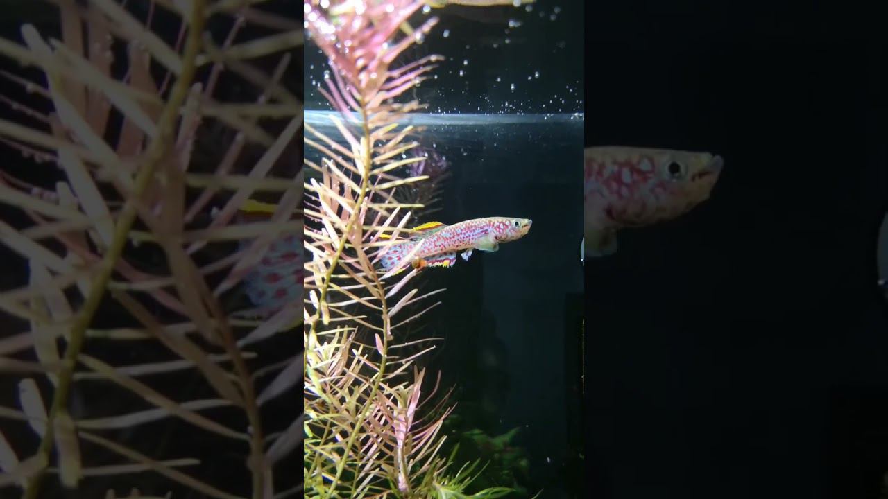 Килли Фиш смотреть онлайн