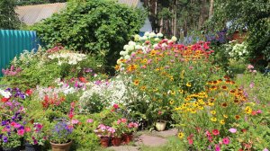 Приглашаю вас, в цветочный уголок моего дворика