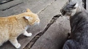 Кот и кошка рычат друг на друга