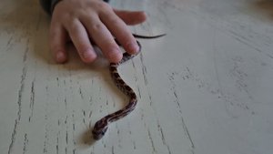 Новая рептилия, маисовый полоз 🐍