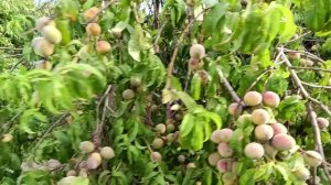 Жизнь на Кубани 🍇🐔🏡 Повидло под ногами😍 Киви вроде есть а вроде и нет😎 Поставили домашнее вино