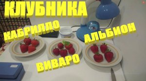 АЛЬБИОН КАБРИЛЛО ВИВАРО Какие сорта ремонтантной клубники самые сладкие