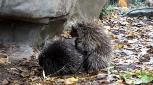 Porcupine Mating