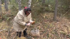 В далёкие ДИКИЕ места ЗА БЕЛЫМИ ГРИБАМИ! Опять норма ПОЛНАЯ КОРЗИНА