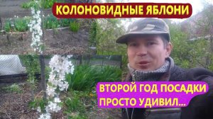 Колоновидные яблони сорта.Янтарное,московское,рубиновое ожерелье и Валюта