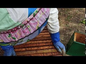 пересадка восьмого роя в улей и формирование гнезда для лучшего медосбора