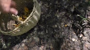 В ЛЕС ПО ГРИБЫ! Находим ПОЛЯНЫ ГРИБОВ! Костюм антиклещ!