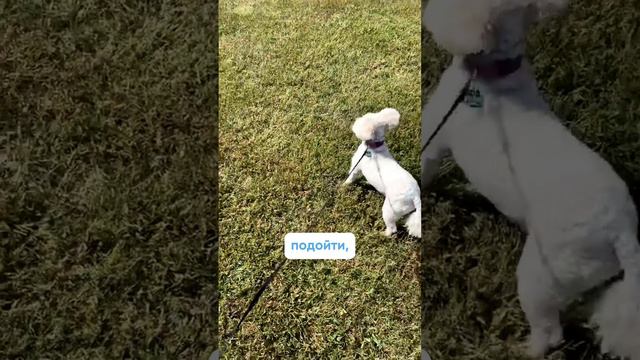 Собака ТЯНЕТ ПОВОДОК: как решить эту проблему? 🐕⚡️ Полное видео уже на канале! смотреть онлайн