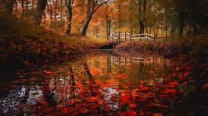 Прогулка под дождем, осенний лес 🌧️🍂 (4K) - Бинауральный звук, звуки дождя на зонтике