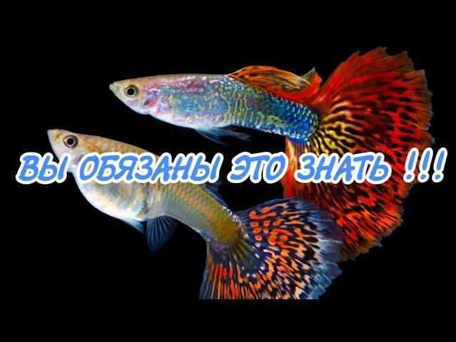 СЕМЬ КЛЮЧЕВЫХ ПРАВИЛ СОДЕРЖАНИЯ ГУППИ