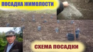Посадка жимолости в открытый грунт осенью.Схема посадки жимолости