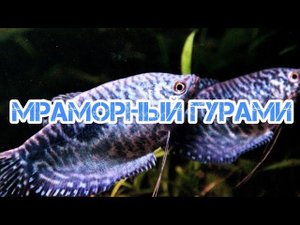 МРАМОРНЫЙ ГУРАМИ. СОДЕРЖАНИЕ И РАЗВЕДЕНИЕ В АКВАРИУМЕ