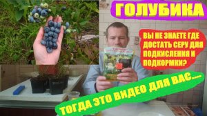 ГОЛУБИКА ПОСАДКА И УХОД. Сера как подкормка для голубики и подкислитель почвы,где её найти